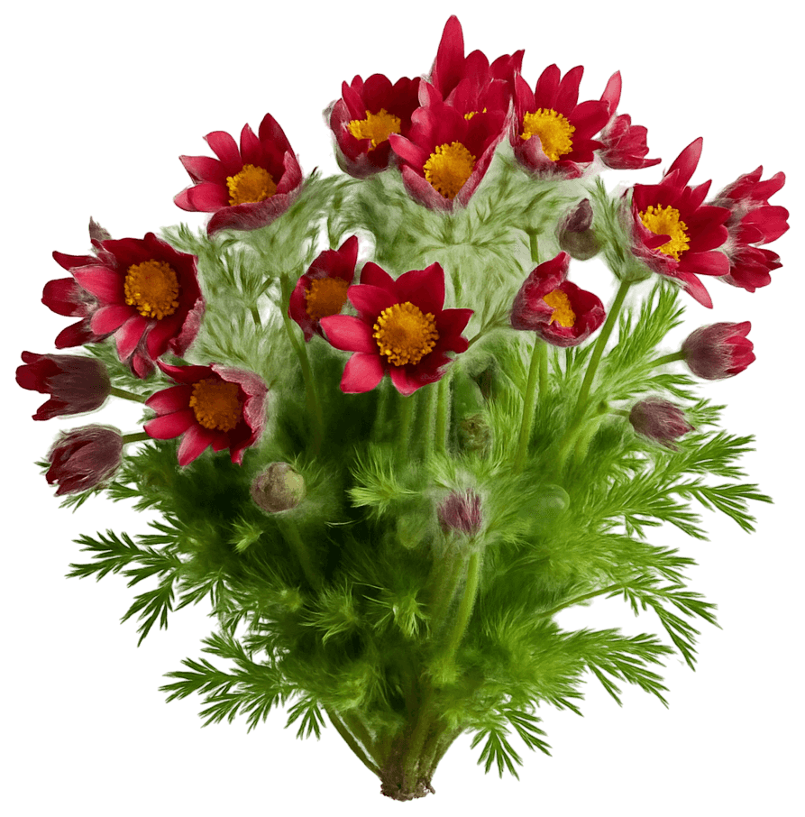 Rote Glocke Red Cloak Red Clock Pasque Flower 'Red Bells' (Pulsatilla Vulgaris 'Red Bells') - Perennials