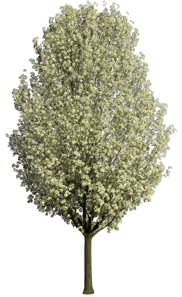 Flowering Pear 'Chanticleer' (Pyrus Calleryana 'Chanticleer') - Flowering Trees