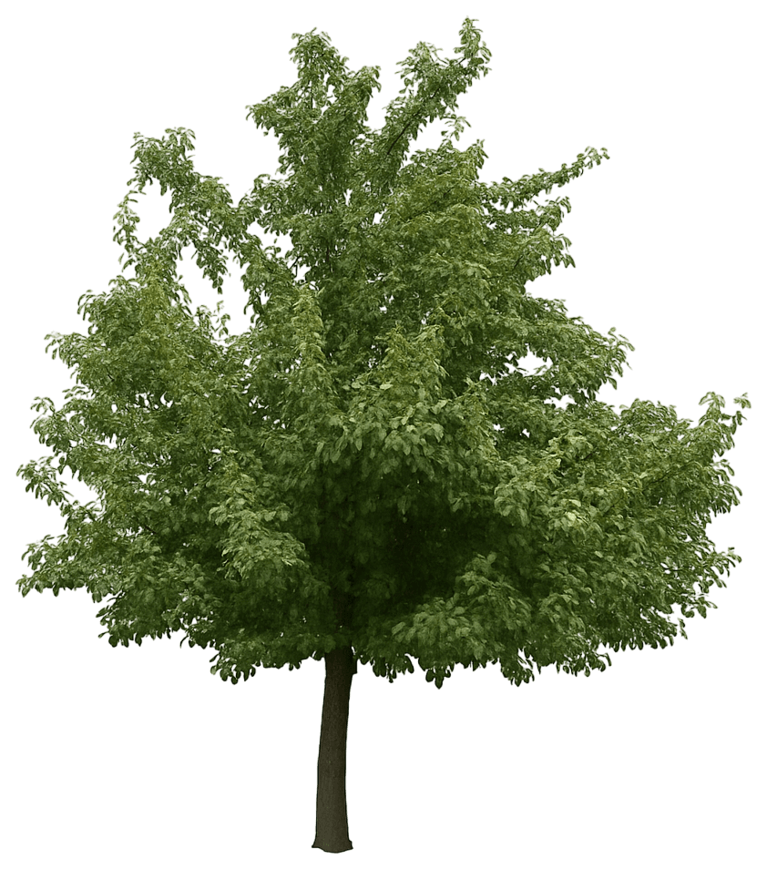 Asian Pear Fruit Tree '20Th Century' (Pyrus Pyrifolia '20Th Century') - Fruit Trees