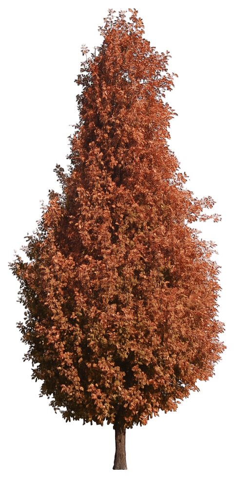 Columnar English Oak 'Crimschmidt' Crimson Spire™ Crimson Spire™ (Quercus Robur X Alba 'Crimschmidt') - Shade Trees