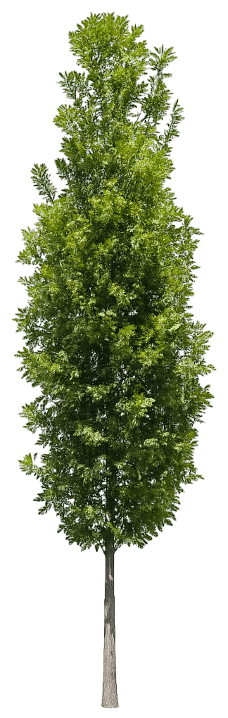 Columnar Oak 'Jfs-Kw1Qx' Streetspire® Streetspire® (Quercus Robur X Alba 'Jfs-Kw1Qx') - Shade Trees