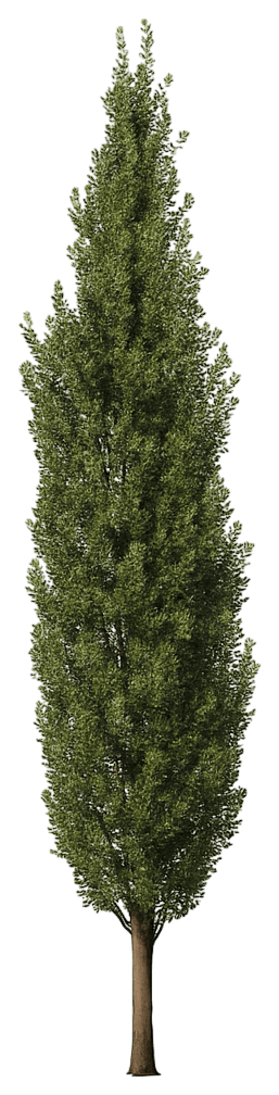 Columnar English Oak 'Jfs-Kw2Qx' Pp24442 Skinny Genes® Pp24442 Skinny Genes® (Quercus Robur X Alba 'Jfs-Kw2Qx') - Shade Trees