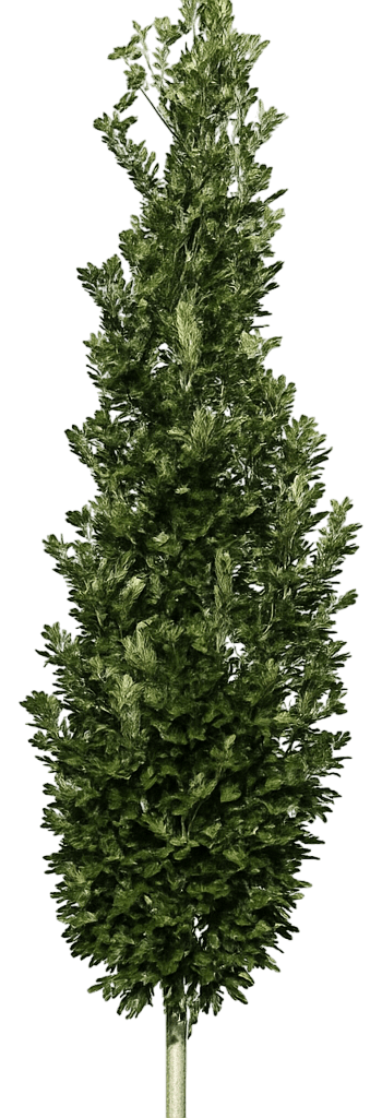 Columnar English Oak 'Nadler' Pp17604 Kindred Spirit® Pp17604 Kindred Spirit® (Quercus Robur X Bicolor 'Nadler') - Shade Trees