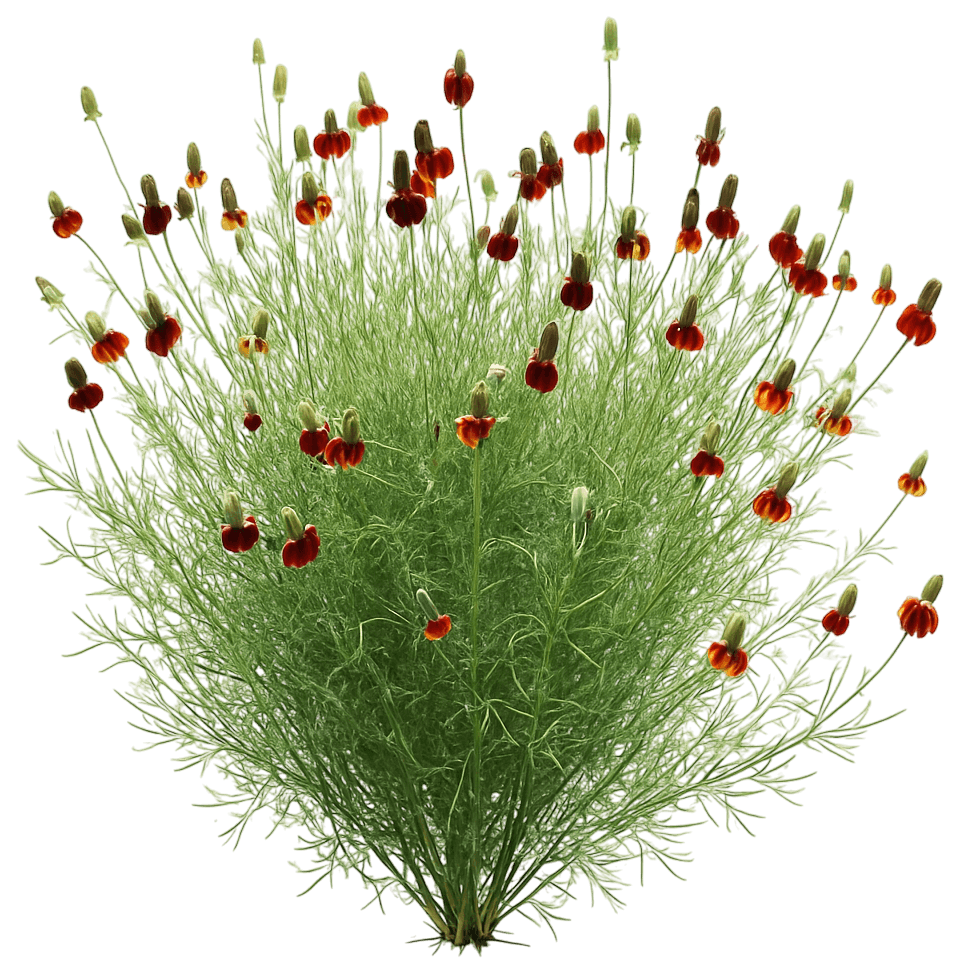 Mexican Hat 'Red' (Ratibida Columnifera 'Red') - Perennials