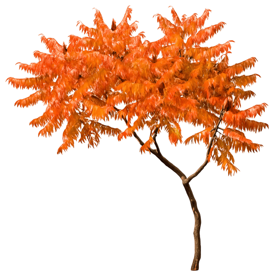 Yellow Sumac 'Bailtiger' Pp16185 Tiger Eyes® Pp16185 Tiger Eyes® (Rhus Typhina 'Bailtiger') - Ground Layers