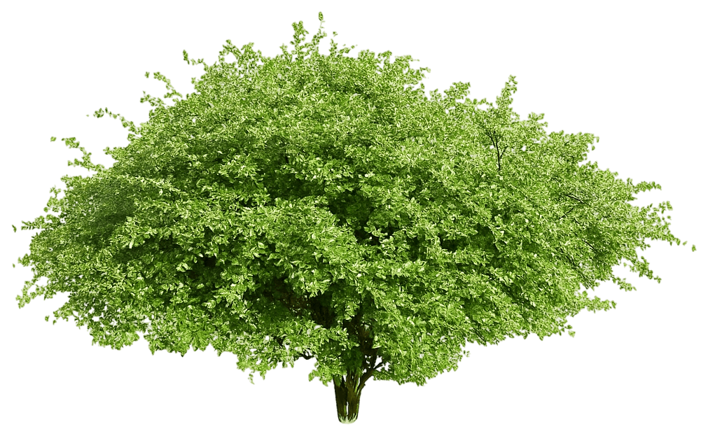 Alpine Currant (Ribes Alpinum) - Ground Layers