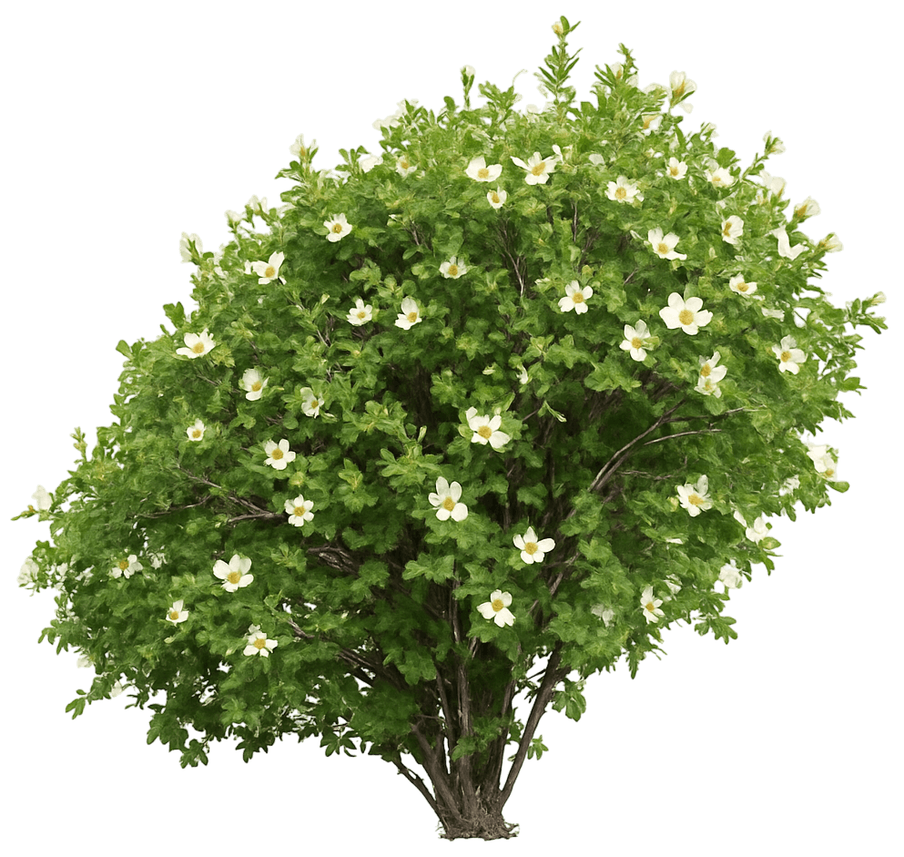 Delicious Raspberry Rocky Mountain Raspberry (Rubus Deliciosus) - Ground Layers