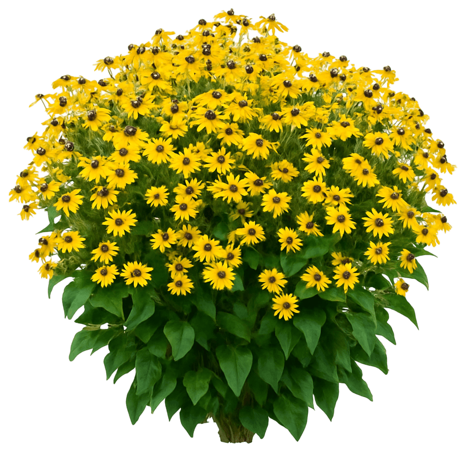 Black Eyed Susan 'Goldsturm' (Rudbeckia Fulgida 'Goldsturm') - Perennials