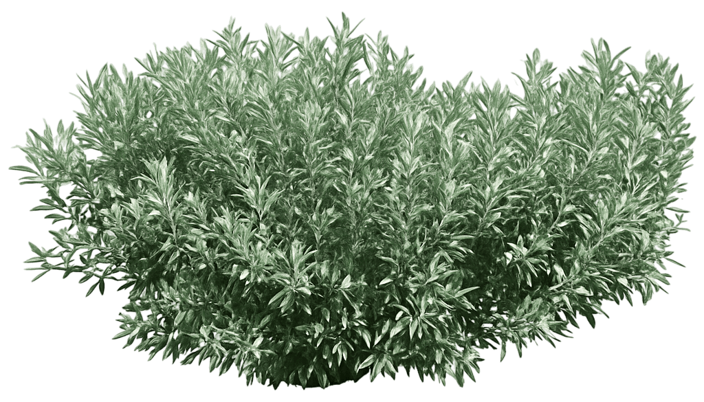 Iceberg Alley™ Sageleaf Willow 'Jefberg' Iceberg Alley™ Iceberg Alley™ (Salix Candida 'Jefberg') - Ground Layers