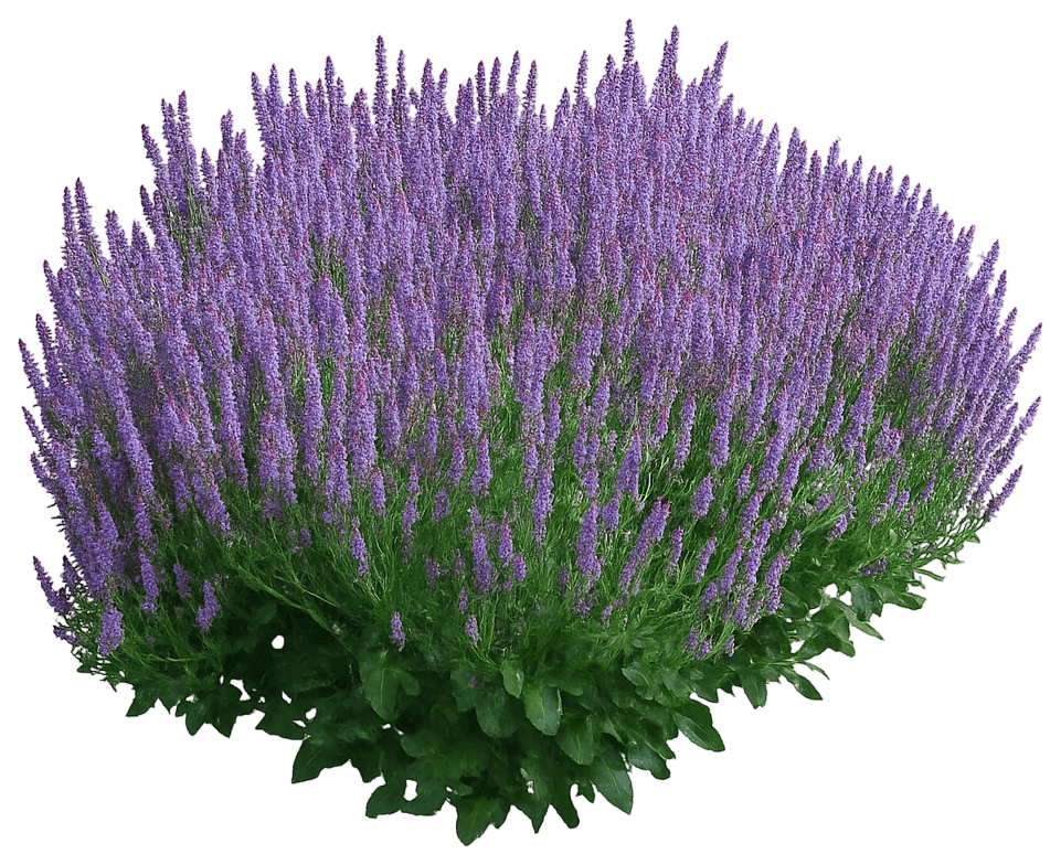 Sage (Salvia Nemorosa 'Blue Hill') - Perennials