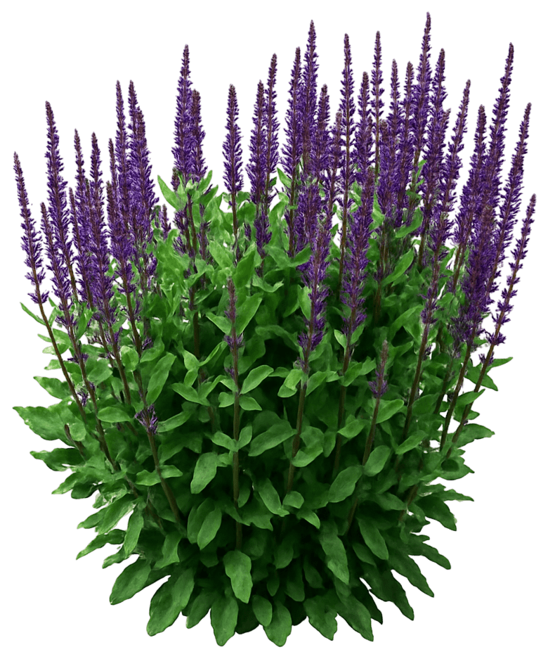 Sage (Salvia Nemorosa 'Caradonna') - Perennials