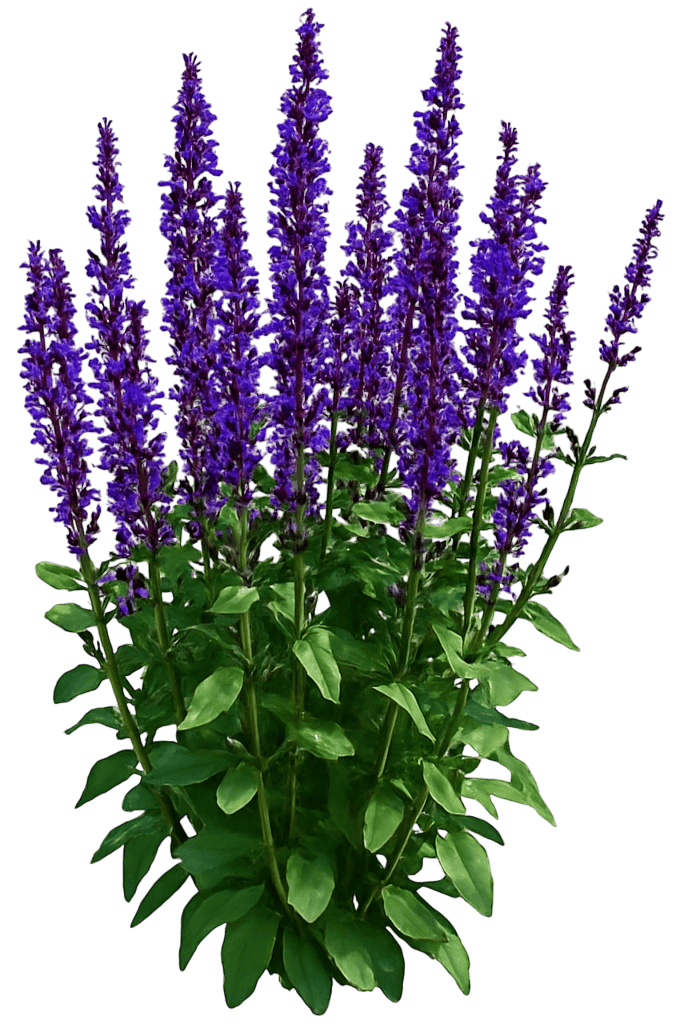 Meadow Sage (Salvia Nemorosa 'Caramia') - Perennials