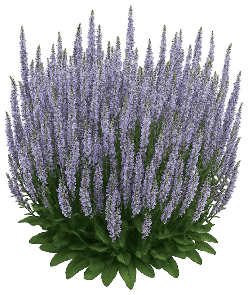 Blue Meadow Or Woodland Sage 'Perfect Profusion' (Salvia Nemorosa Pp31434 'Perfect Profusion') - Perennials