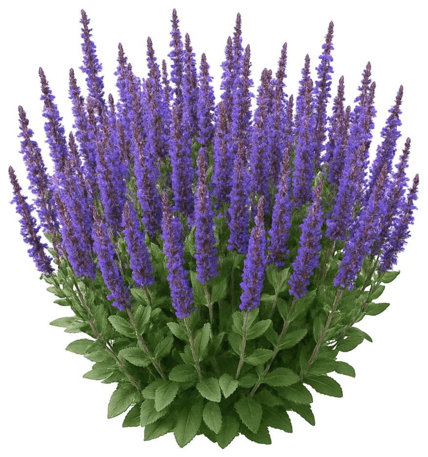 Meadow Or Woodland Sage 'Sensation Deep Blue' (Salvia Nemorosa 'Sensation Deep Blue') - Perennials
