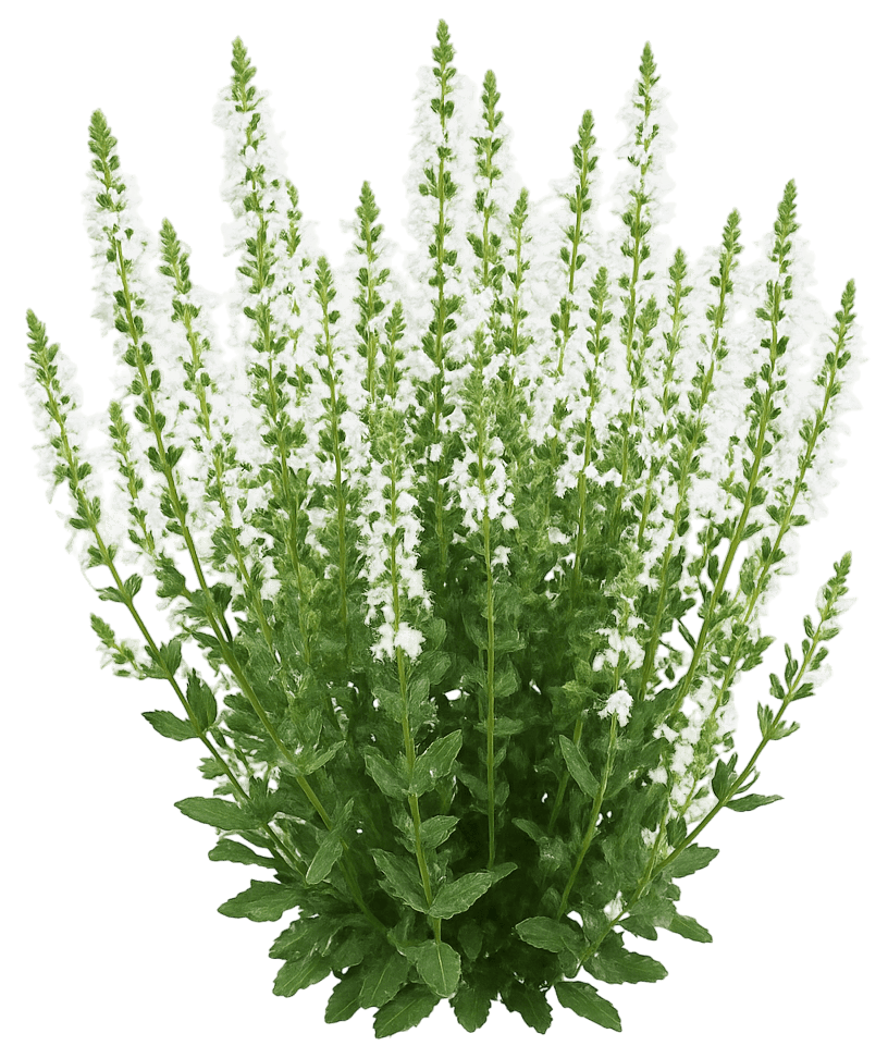 Meadow Or Woodland Sage 'Sensation White' (Salvia Nemorosa 'Sensation White') - Perennials