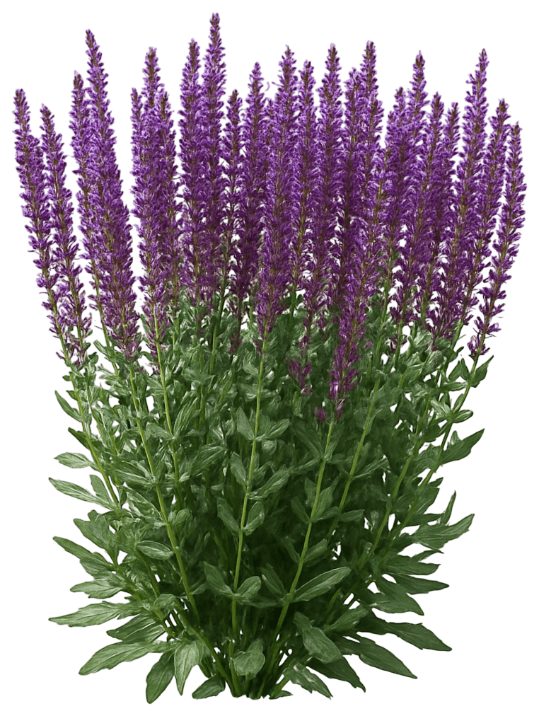 Meadow Or Woodland Sage 'Blues' (Salvia Nemorosa Lyrical™ 'Blues') - Perennials