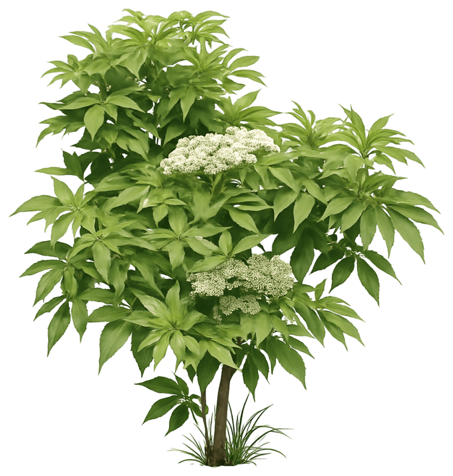 Elderberry 'Adams' (Sambucus Canadensis 'Adams') - Ground Layers