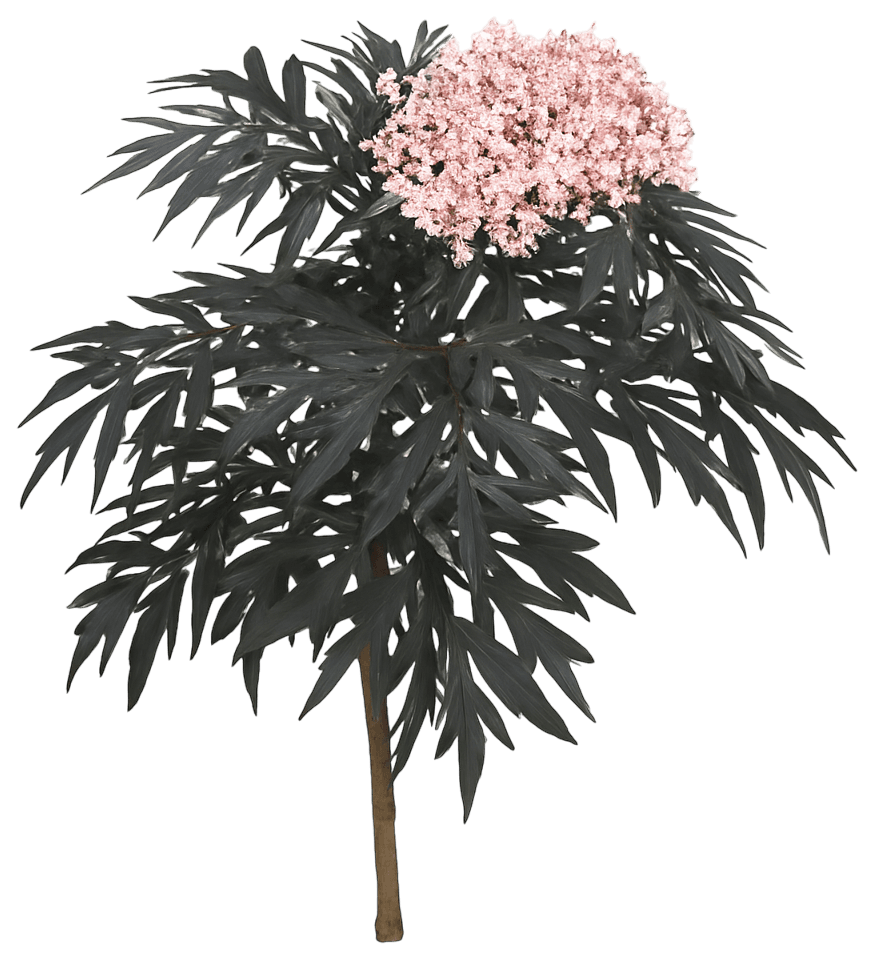 Black Elderberry 'Eva' Pp15575 Black Lace® Pp15575 Black Lace® (Sambucus Nigra 'Eva') - Ground Layers