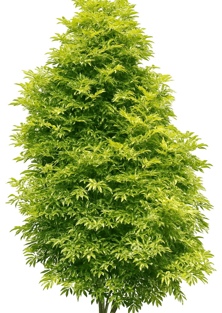 Columnar Golden Elderberry 'Jandeboer001' (Sambucus Nigra Golden Tower 'Jandeboer001') - Ground Layers