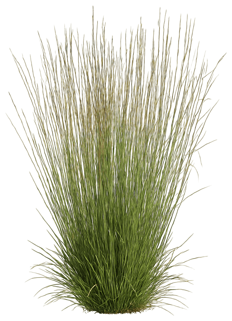 Little Bluestem 'Blaze' (Schizachyrium Scoparium 'Blaze') - Grasses