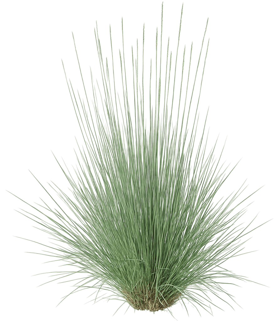 Little Bluestem 'Nonwrrar' (Schizachyrium Scoparium Little Arrow 'Nonwrrar') - Grasses