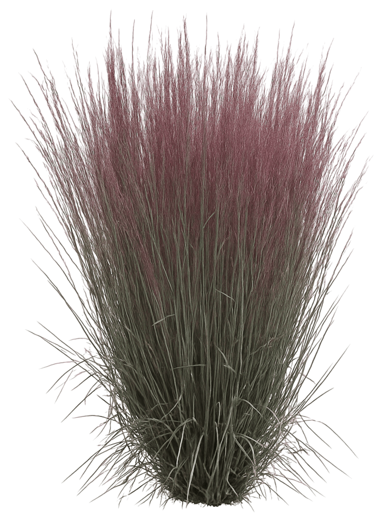 Little Bluestem 'Blue Paradise' (Schizachyrium Scoparium Prairie Winds® Pp28145 'Blue Paradise') - Grasses
