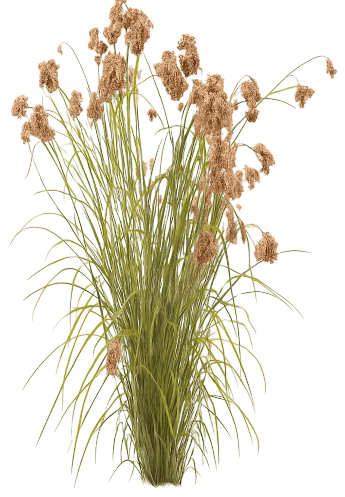 Wool Grass (Scirpus Cyperinus) - Grasses