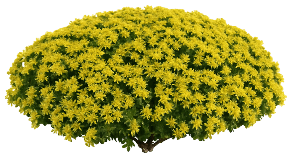 Stonecrop 'Little Miss Sunshine' (Sedum Pp30039 'Little Miss Sunshine') - Succulents