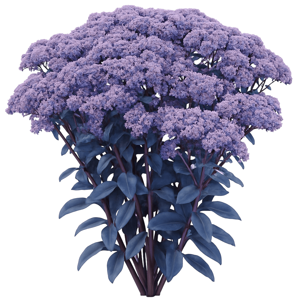 Stonecrop 'Mojave Jewels™ Sapphire' (Sedum 'Mojave Jewels™ Sapphire') - Succulents