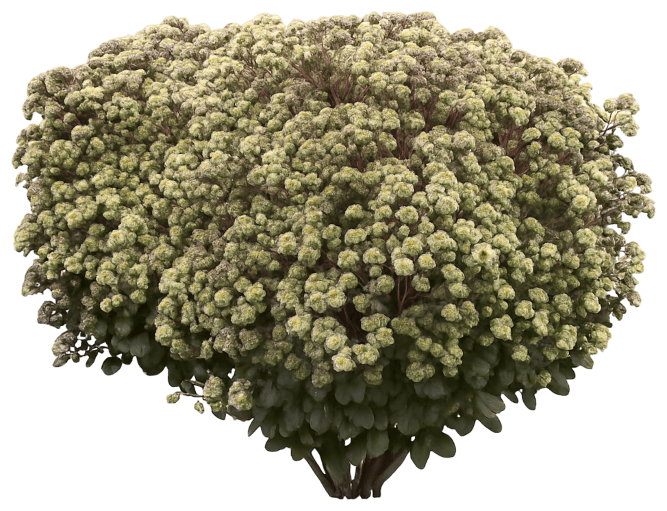 Autumn Stonecrop 'Night Light' (Sedum Ppaf 'Night Light') - Succulents