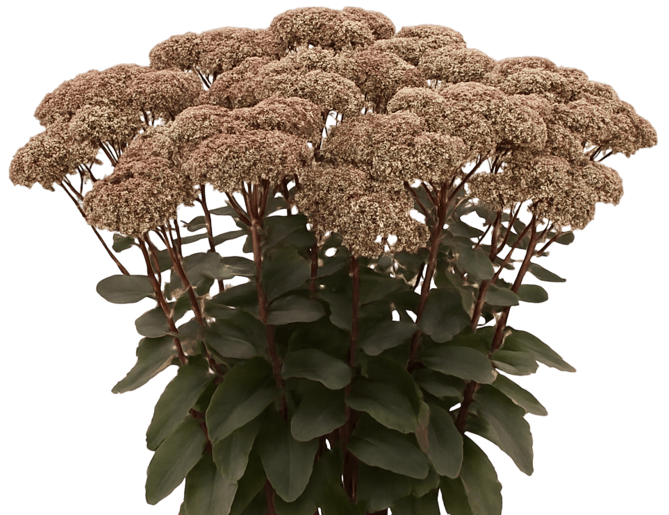 Upright Stonecrop 'Matrona' (Sedum Telephium 'Matrona') - Succulents