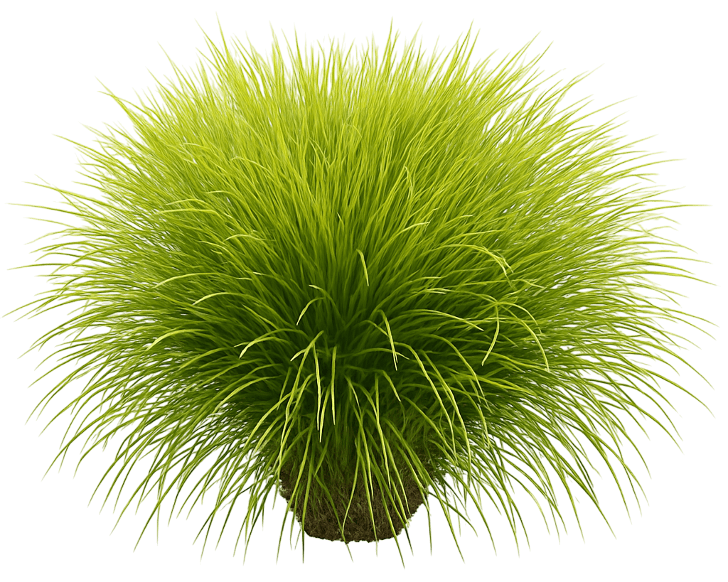 Greenlee Moor Grass 'Greenlee Hybrid' (Sesleria 'Greenlee Hybrid') - Grasses