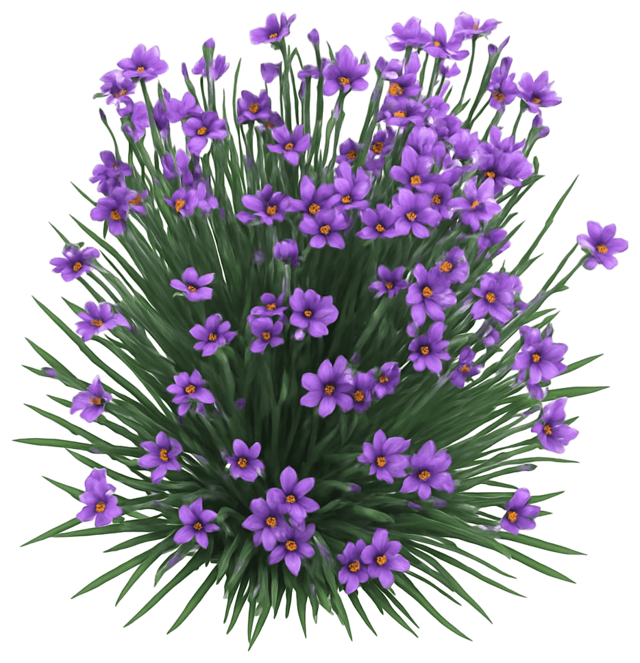 Blue Eyed Grass 'Lucern' (Sisyrinchium Angustifolium 'Lucern') - Perennials