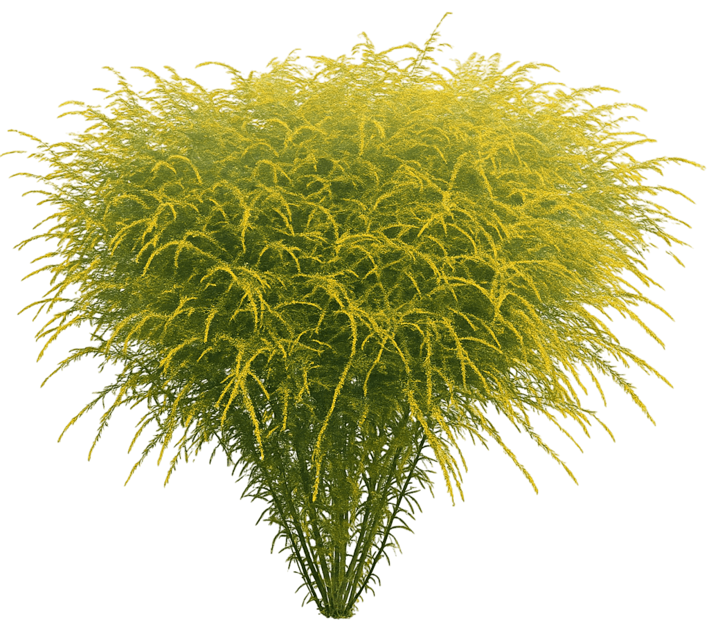 Goldenrod 'Fireworks' (Solidago 'Fireworks') - Perennials