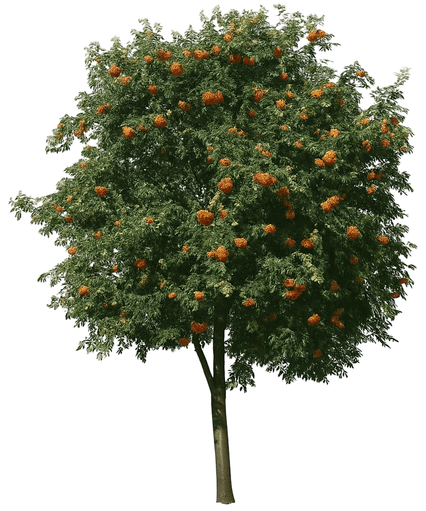Rowan European Mountain Ash 'Michred' Cardinal Royal® Cardinal Royal® (Sorbus Aucuparia 'Michred') - Flowering Trees