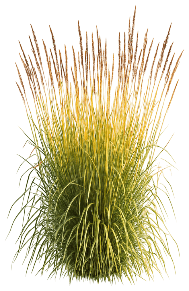 Indiangrass Yellow Prairie Grass 'Mnyg318153' Golden Sunset® Golden Sunset® (Sorghastrum Nutans 'Mnyg318153') - Grasses