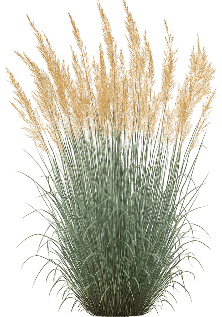 Indiangrass 'Sioux Blue' (Sorghastrum Nutans 'Sioux Blue') - Grasses