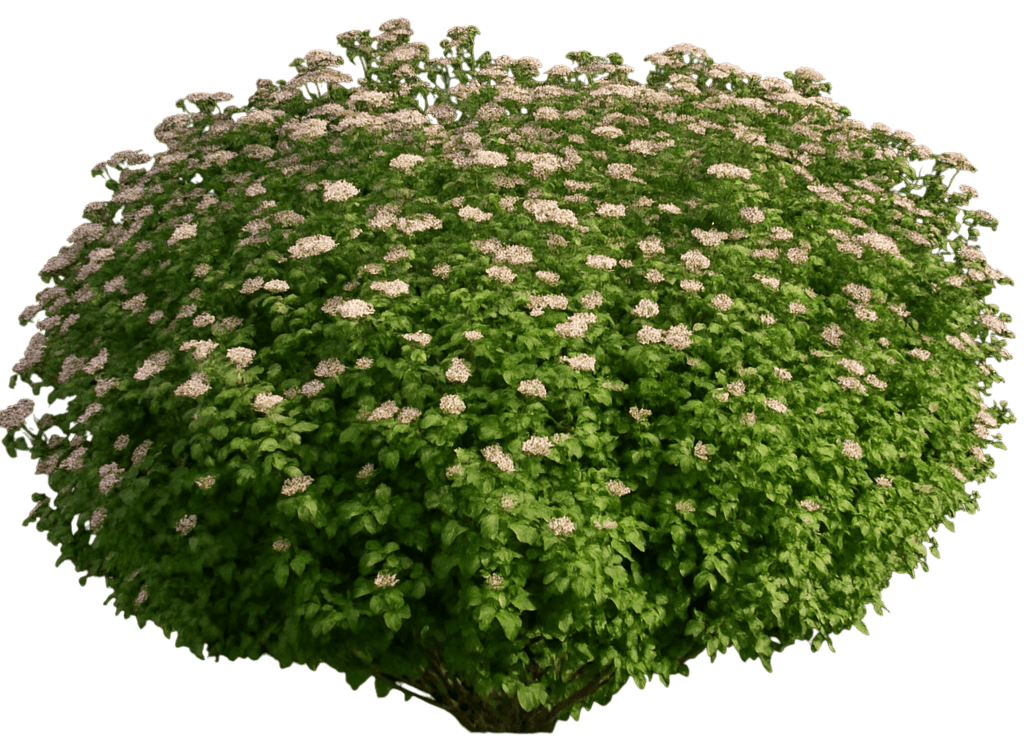 Pink Sparkler™ Birch Leaf Spiraea 'Courispi01' Pp27933 Pink Sparkler™ Pp27933 Pink Sparkler™ (Spiraea Betulifolia 'Courispi01') - Ground Layers