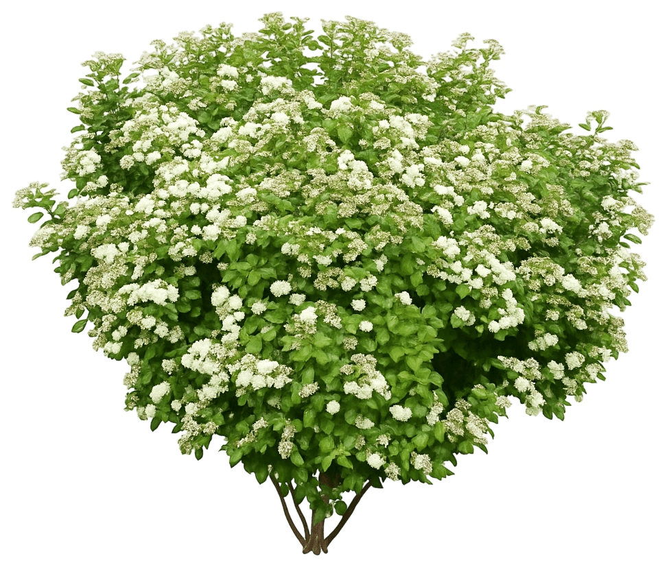 Birchleaf Spirea 'Tor' (Spiraea Betulifolia 'Tor') - Ground Layers