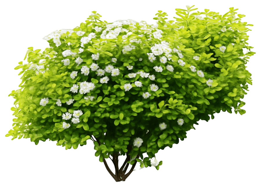 Yellow Birch Leaf Spiraea 'Tor Gold' Cbr5121 Glow Girl® Cbr5121 Glow Girl® (Spiraea Betulifolia 'Tor Gold') - Ground Layers