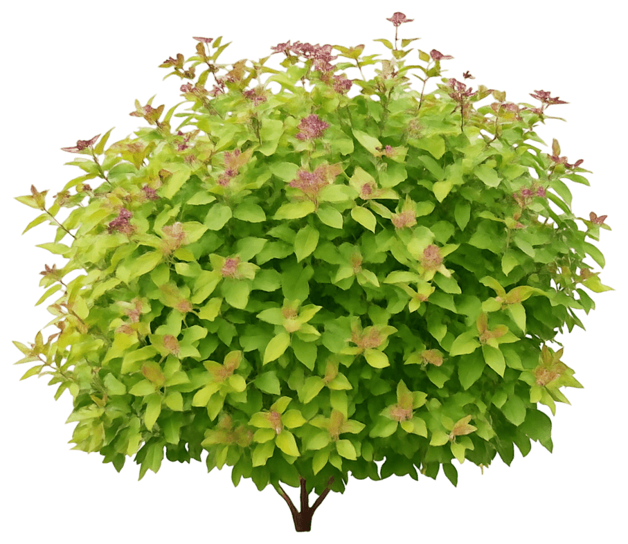 Spirea (Spiraea Japonica ‘Smnsjsa’ Double Play Dolly® Pp35032) - Ground Layers
