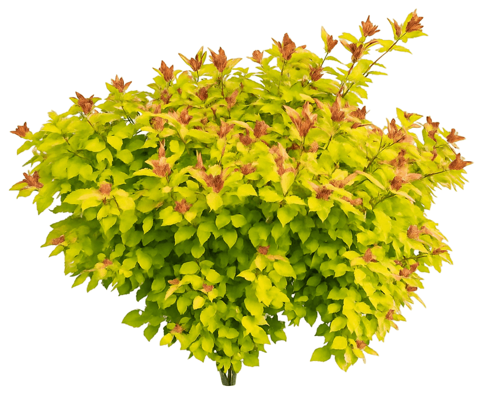 Spirea 'Magic Carpet' (Spiraea Japonica 'Magic Carpet') - Ground Layers