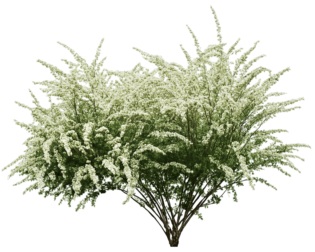 Spirea 'Snowmound' (Spiraea Nipponica 'Snowmound') - Ground Layers