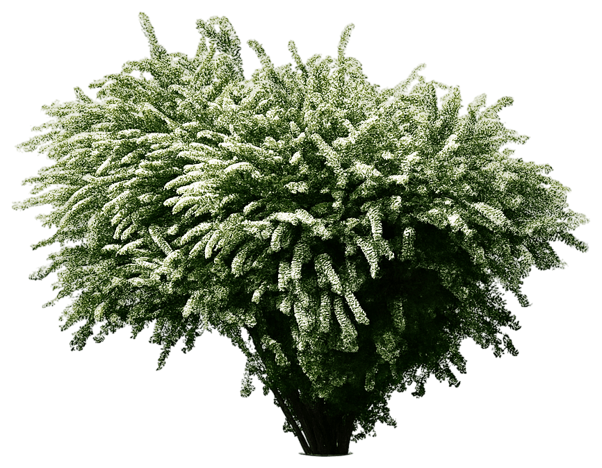 Bridal Wreath Spirea 'Renaissance' (Spiraea X Vanhouttei 'Renaissance') - Ground Layers