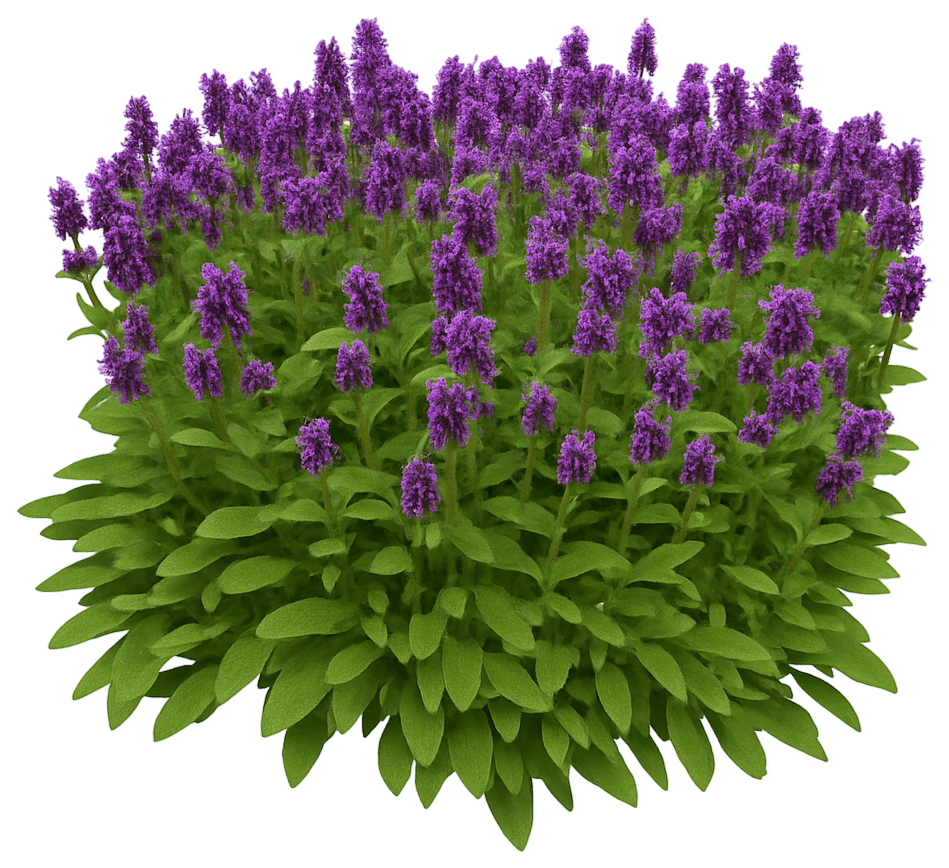 Alpine Betony (Stachys Monieri 'Hummelo') - Perennials