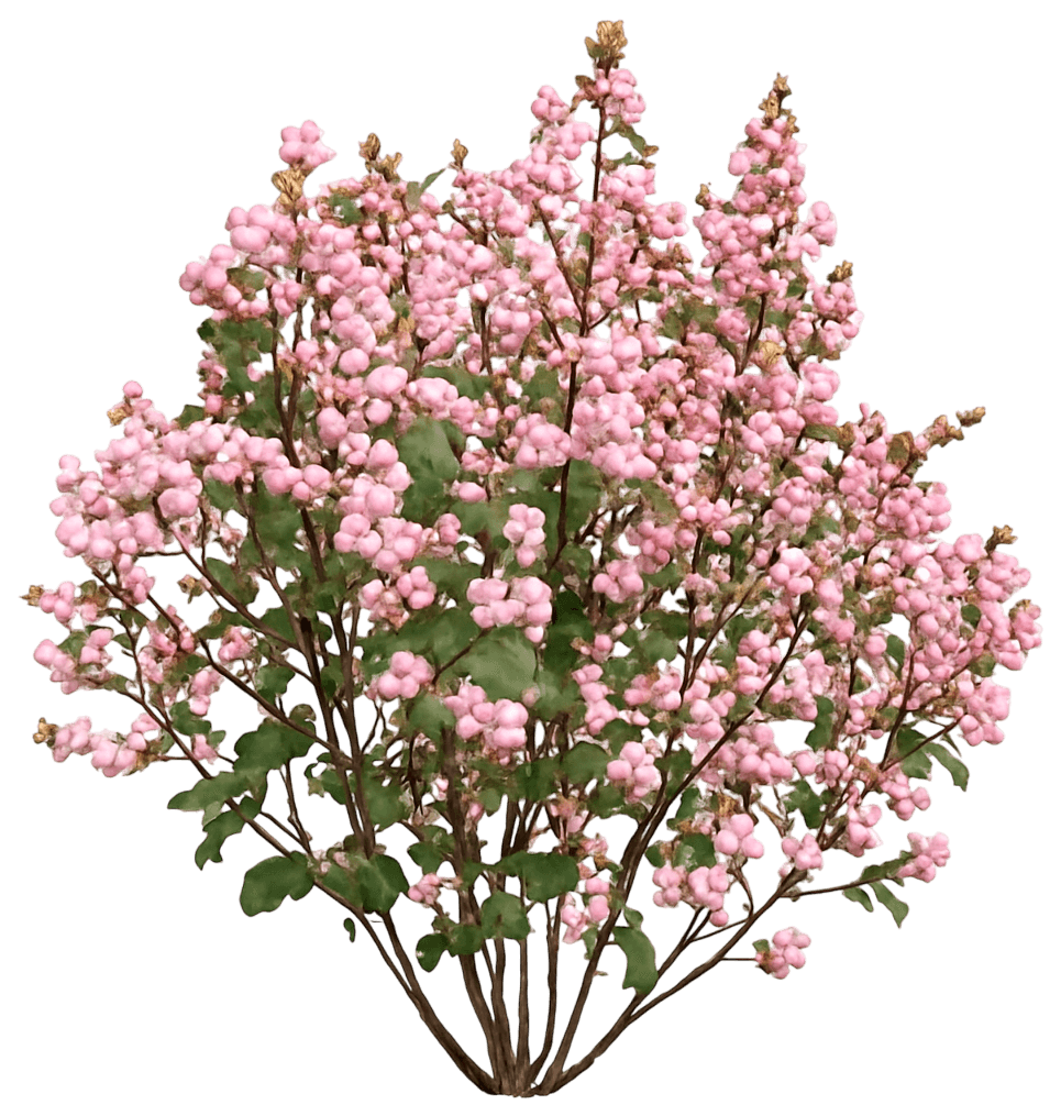 Dwarf Snowberry 'Kolmapinpos' Ppaf Pink Posy™ Ppaf Pink Posy™ (Symphoricarpos Doorenbosii 'Kolmapinpos') - Ground Layers