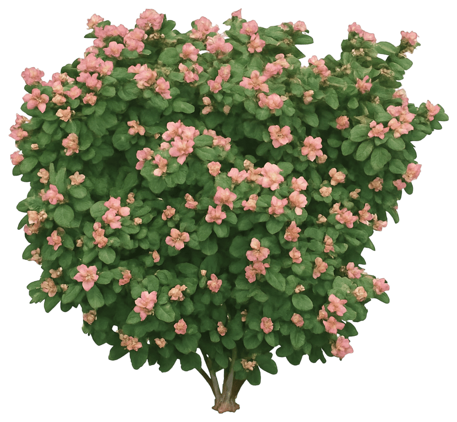 Dwarf Snowberry 'Kolmpica' Ppaf Pinky Promise™ Ppaf Pinky Promise™ (Symphoricarpos Doorenbosii 'Kolmpica') - Ground Layers