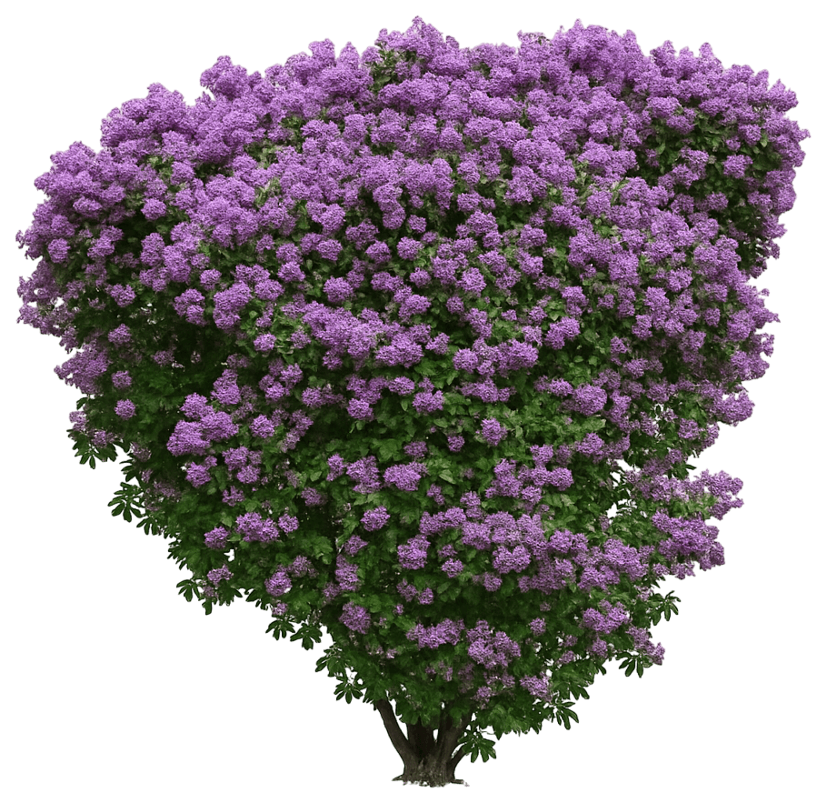 Early Blooming Deep Purple Lilac 'Pocahontas' (Syringa Hyacinthiflora 'Pocahontas') - Ground Layers