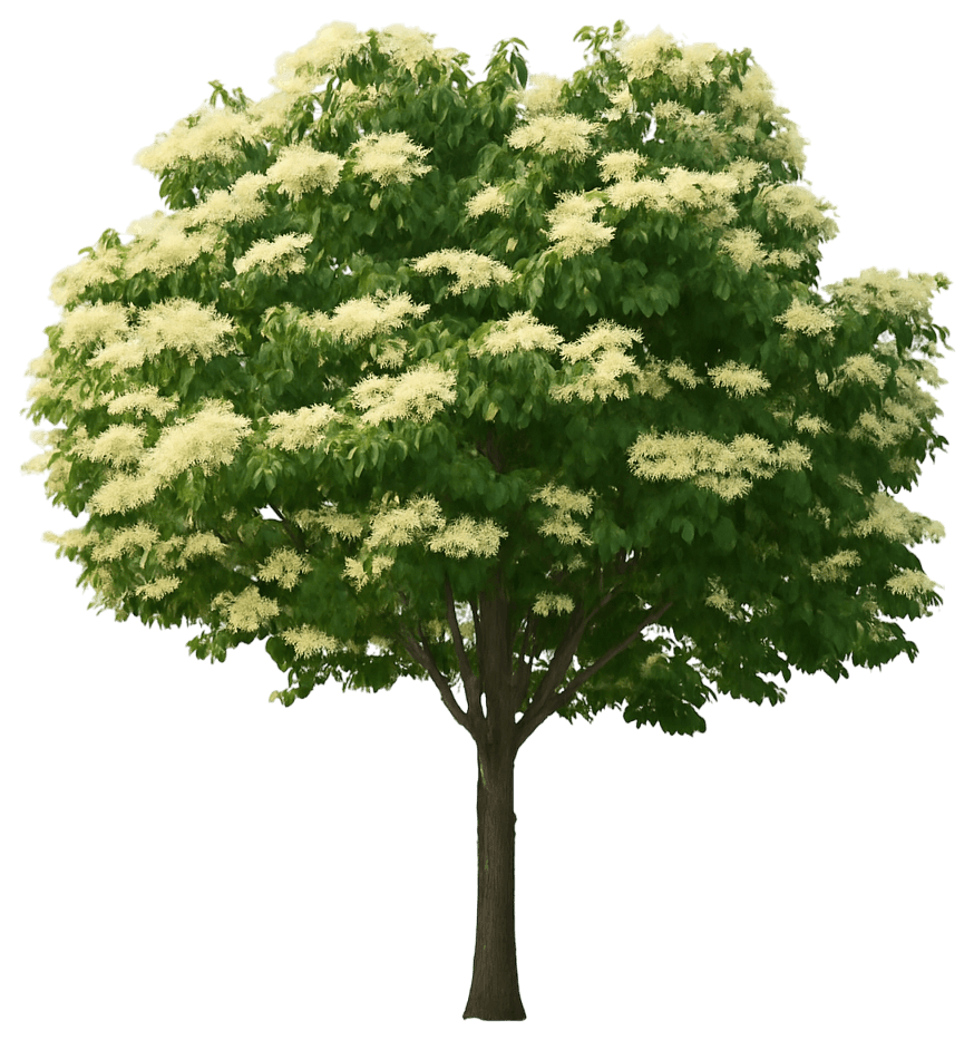 Japanese Tree Lilac 'Bailnce' Pp20458 Snowdance™ Pp20458 Snowdance™ (Syringa Reticulata First Editions® 'Bailnce') - Flowering Trees