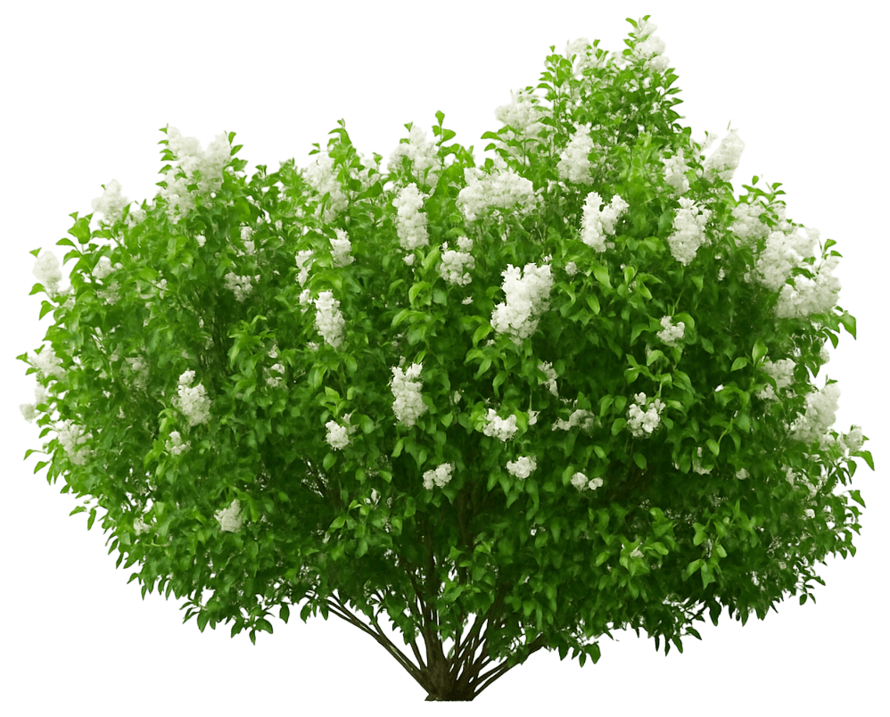 Early Blooming White Dwarf Lilac 'G13103' (Syringa Vulgaris New Age White Pp32670 'G13103') - Ground Layers